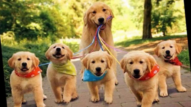 Why Dogs Are More Than Just Pets service dogs 8 26